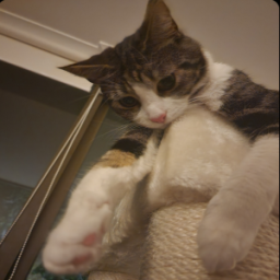 bagel's Avatar