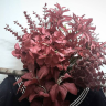 kamihara's Avatar